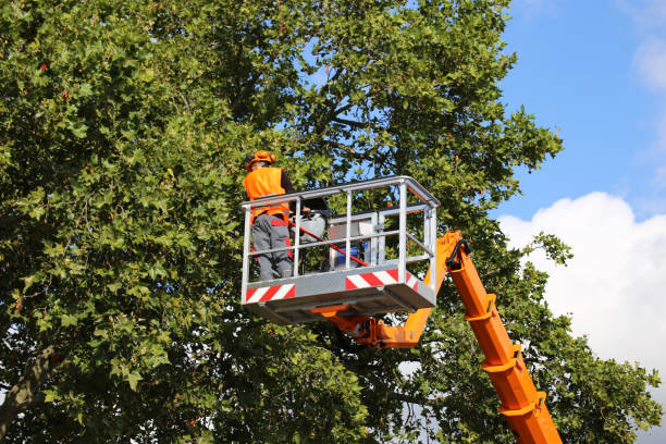 Tree Branch Trimming in Port Royal, SC